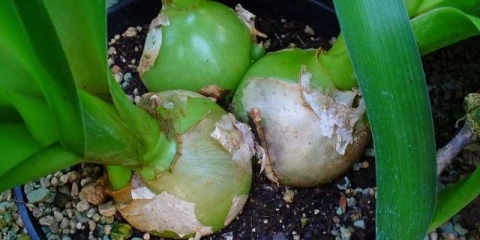 Kako posaditi indijski luk